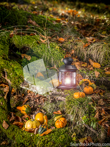 Image of Ornamental pumpkins