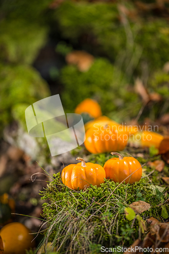 Image of Ornamental pumpkins