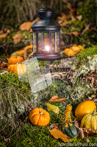 Image of Halloween still life