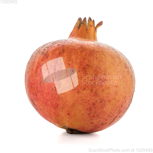 Image of Ripe pomegranate fruit