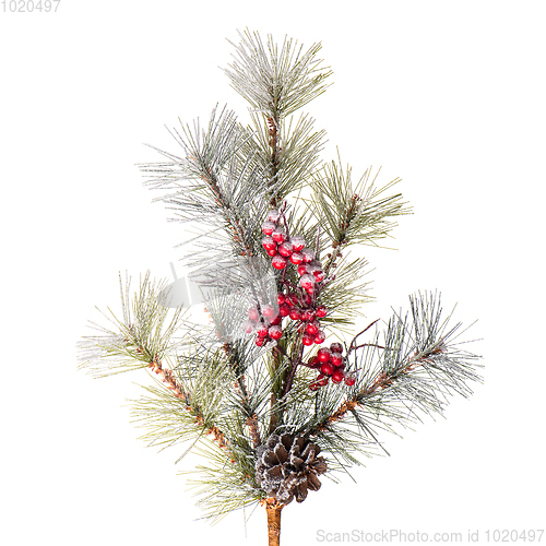 Image of Christmas tree branch