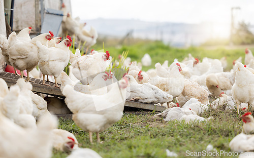 Image of Chicken, farm and animals for agriculture production, nature or food ecology on field. Poultry farming, birds and group of livestock, countryside and ecosystem sustainability in outdoor environment