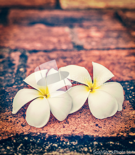 Image of Two frangipani plumeria flowers