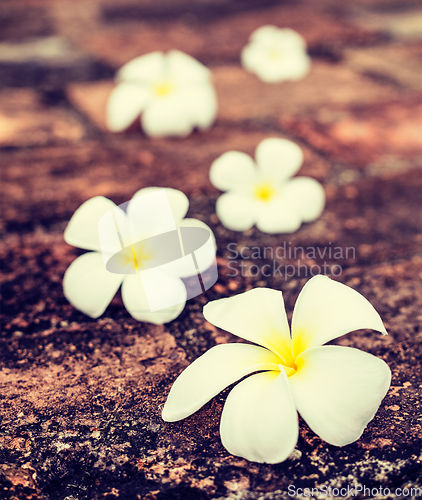 Image of Frangipani plumeria flowers on stones