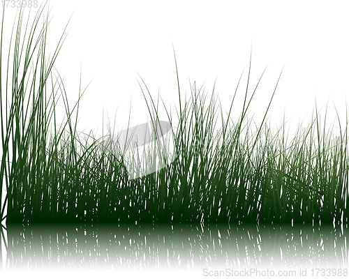 Image of Grass On Water