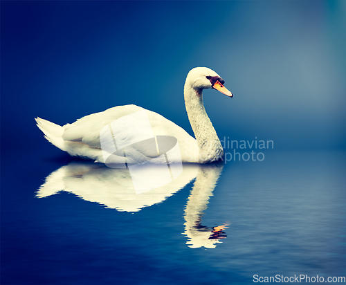 Image of Mute Swan Cygnus olor