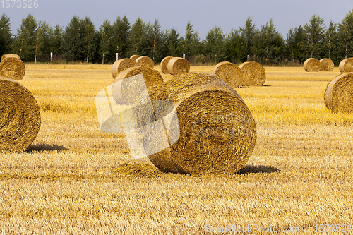 Image of haystacks with straw