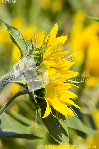 Image of field with sunflowers