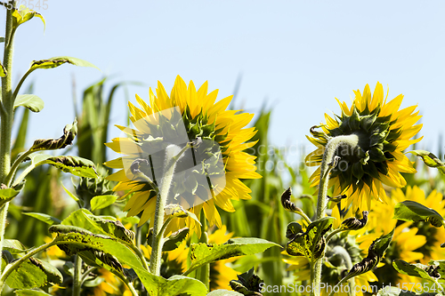 Image of field annual sunflowers