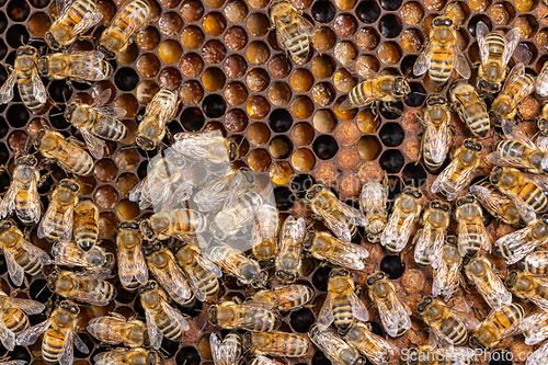 Image of Honeycomb with honey and bee
