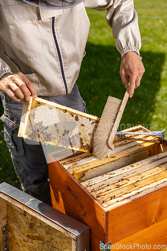 Image of Honeycomb frame with bees