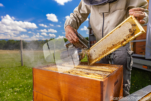 Image of Beekeeper smoking honey bees