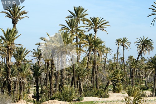 Image of Landscape with Palm trees near Marrakech