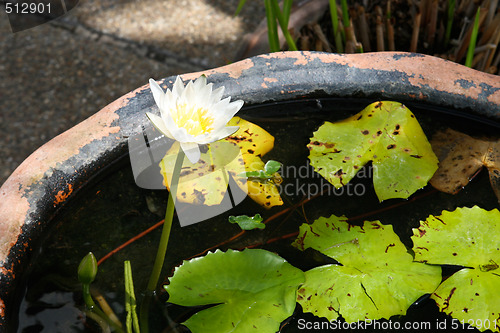 Image of Water lilly