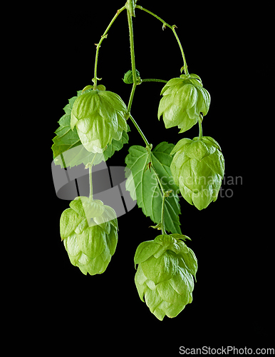 Image of hop plant cones macro