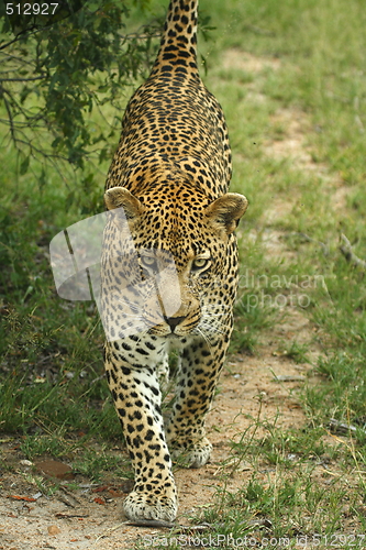 Image of Leopard