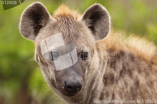 Image of Hyena