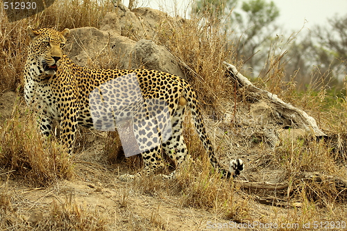 Image of Leopard