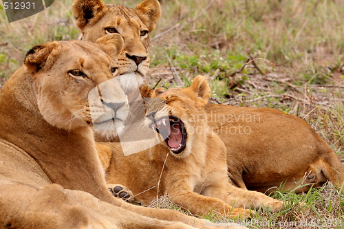 Image of Lioness