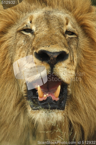 Image of Lion