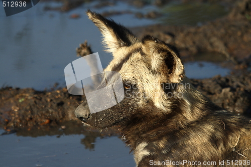 Image of Wilddog