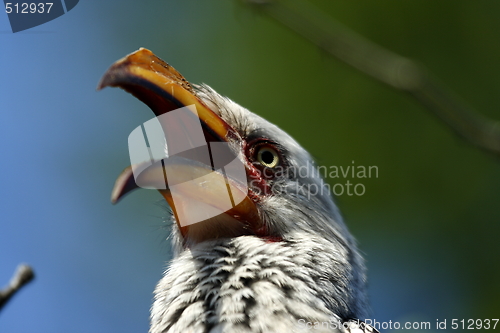 Image of Yellowbilled hornbill