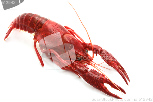 Image of red crawfish on white background