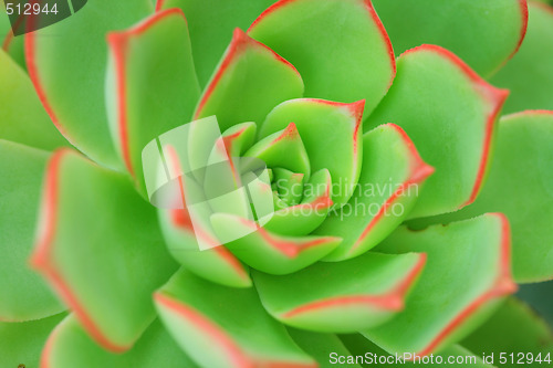 Image of Green Aeonium Background