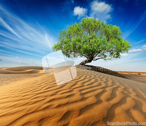 Image of Lonely green tree in desert dunes