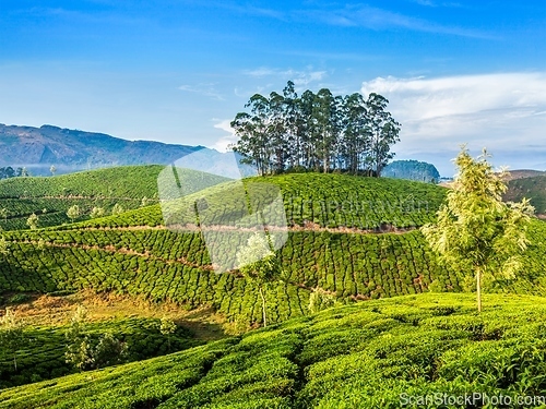 Image of Green tea plantations in Munnar, Kerala, India