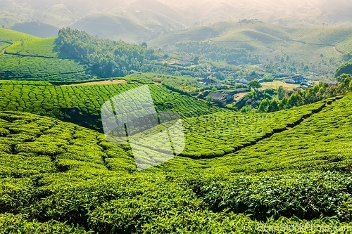 Image of Green tea plantations in Munnar, Kerala, India