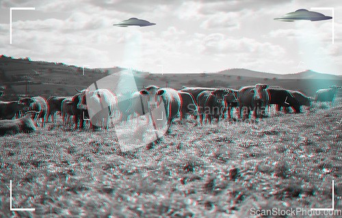 Image of Recording of alien, spaceship and UFO with cow in field for fantasy, science fiction and space invasion. Extraterrestrial, travel and flying saucer on cattle farm for discovery, camcorder and mystery