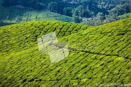 Image of Green tea plantations in Munnar, Kerala, India