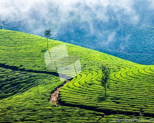 Image of Green tea plantations in Munnar, Kerala, India