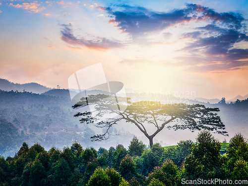 Image of Lonely tree on sunrise in hills