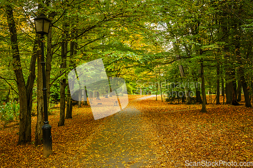 Image of Autumn alley