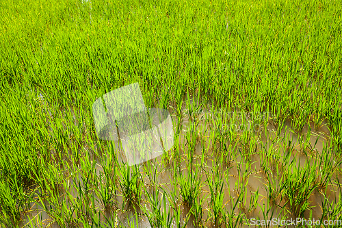 Image of Rice paddy field close up