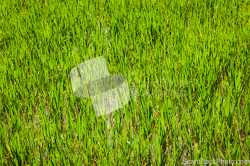 Image of Rice paddy field close up