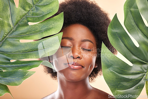 Image of Woman, face and monstera leaves for beauty, natural cosmetics and aesthetic wellness on studio background. Happy african model, green plants and sustainability of vegan dermatology, skincare and glow