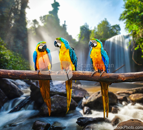 Image of Blue-and-Yellow Macaw Ara ararauna