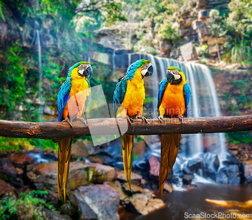 Image of Blue-and-Yellow Macaw Ara ararauna