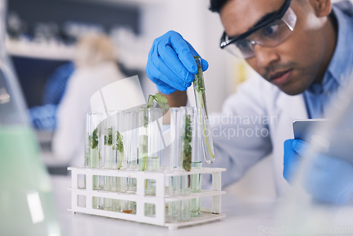 Image of Science, plants and man with test tube in laboratory, research and thinking with natural medicine. Biotech, pharmaceutical and scientist with leaf, lab technician with green medical solution in glass