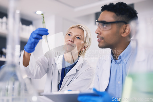 Image of Science, leaves in test tube and man with woman in laboratory, research and thinking with nature. Biotechnology, agro study and scientist team with plants, lab technician checking solution in glass.