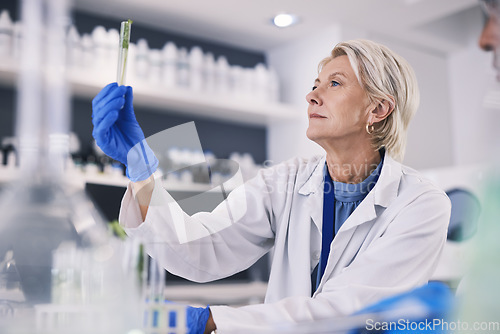 Image of Science, leaves in test tube and mature woman in laboratory, research and thinking with nature. Biotechnology, agro study and scientist with plants, lab technician checking green solution in glass.