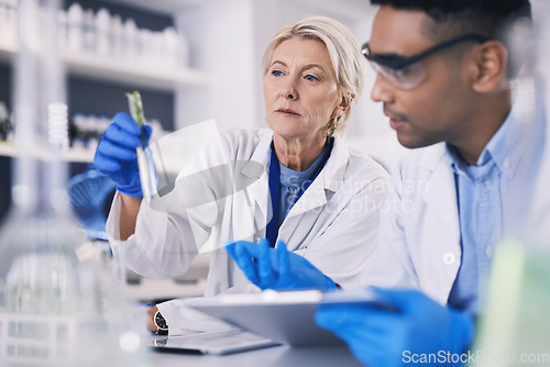 Image of Science, man and woman with test tube, plants in laboratory and research on agro growth. Biotechnology, natural medicine and scientist team with leaves and problem solving for medical agriculture