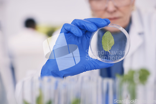 Image of Science, plants and woman with glass in laboratory, medical research and natural medicine. Biotechnology, pharmaceutical and scientist with leaf growth, lab technician checking green leaves in dish.