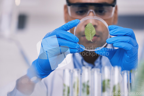 Image of Science, plant in dish and man with test tube in laboratory, research and thinking with natural medicine. Biotechnology, pharmaceutical study and medical scientist with glass, lab technician leaves