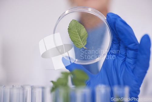 Image of Science, plants in dish and hand in laboratory, research and agro growth with engineering in nature. Biotechnology, agriculture study and scientist with leaf in glass, lab technician checking results