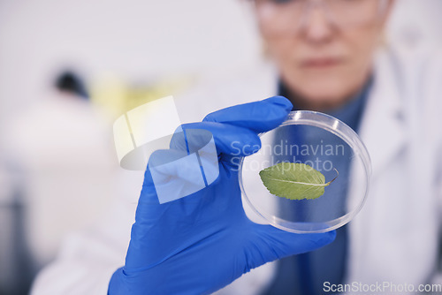 Image of Science, leaf in glass and hands of woman in laboratory, research and natural medicine. Biotechnology, pharmaceutical study and medical scientist with leaves, lab technician and green plant in glass