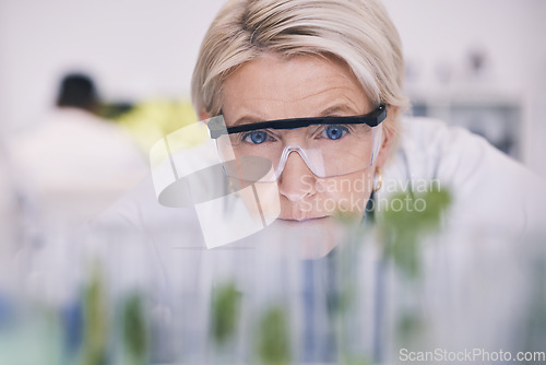 Image of Science, plants and woman checking test tube in laboratory, research and thinking with nature. Biotechnology, pharmaceutical study and scientist with leaf, lab technician checking solution in glass.